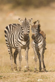 Common Zebra Masai Mara-01.jpg
