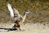 Red-crested Pochard, Netta rufina, Rdhovedet and 03