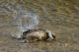 Red-crested Pochard, Netta rufina, Rdhovedet and 02