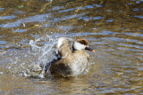 Red-crested Pochard, Netta rufina, Rdhovedet and 01