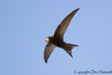 Common Swift - Apus apus