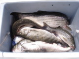 7/1/2007 Bret Charter - limited out with box of Stripers
