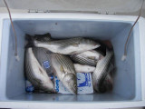 7/5/2007 -Kersh Charter - Limit in the Box!