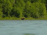 Big Bear on the trail of Moose Calf