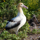Short tailed Albatross.jpg