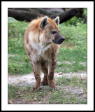 Hyena