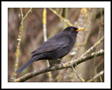 Blackbird