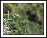 Stonechat