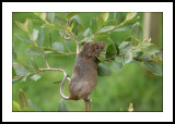 Tree mouse
