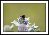 Cinnabar moth