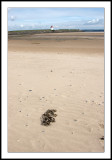 Seaweed and lighthouse