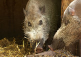 Bearded pigs