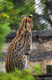 In captivity