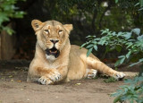 Lioness