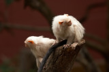 Tamarin
