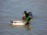 Mallard Ducks