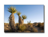Yucca PlantsJoshua Tree Nat'l Park, CA