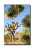Joshua TreesJoshua Tree Nat'l Park, CA