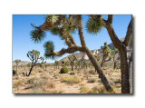 <b>Joshua Trees</b><br><font size=2>Joshua Tree Natl Park, CA