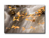 Baboosic Brook, AutumnMerrimack, NH