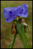 Mississippi trip flower