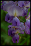 Wysteria blossom