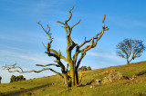 Meldon dead tree.jpg