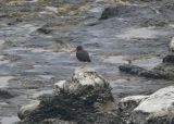 Black Oystercatcher