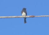 Black Phoebe