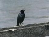 Brewers Blackbird