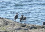 Marbled Godwits