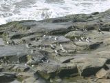 Sanderlings and Turnstones