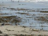 Turnstones and Sanderlings