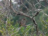 Golden-crowned Sparrow
