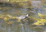 Red-necked Phalarope