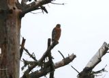Red-shouldered Hawk
