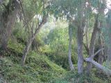 Woods at Natural Bridges