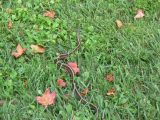 Snake