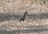 California Quail