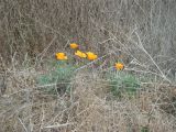 California Poppies