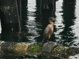 Brandts Cormorant
