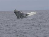 Humpback