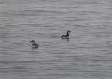 Common Murres