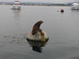 California Sea Lion