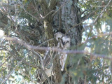 Saw-whet Owl