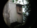 Eastern Screech Owl