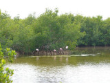 Roseate Spoonbills