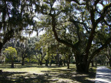 Liveoaks on Jekyll Island