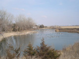 Lake with Ducks