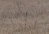 Loggerhead Shrike